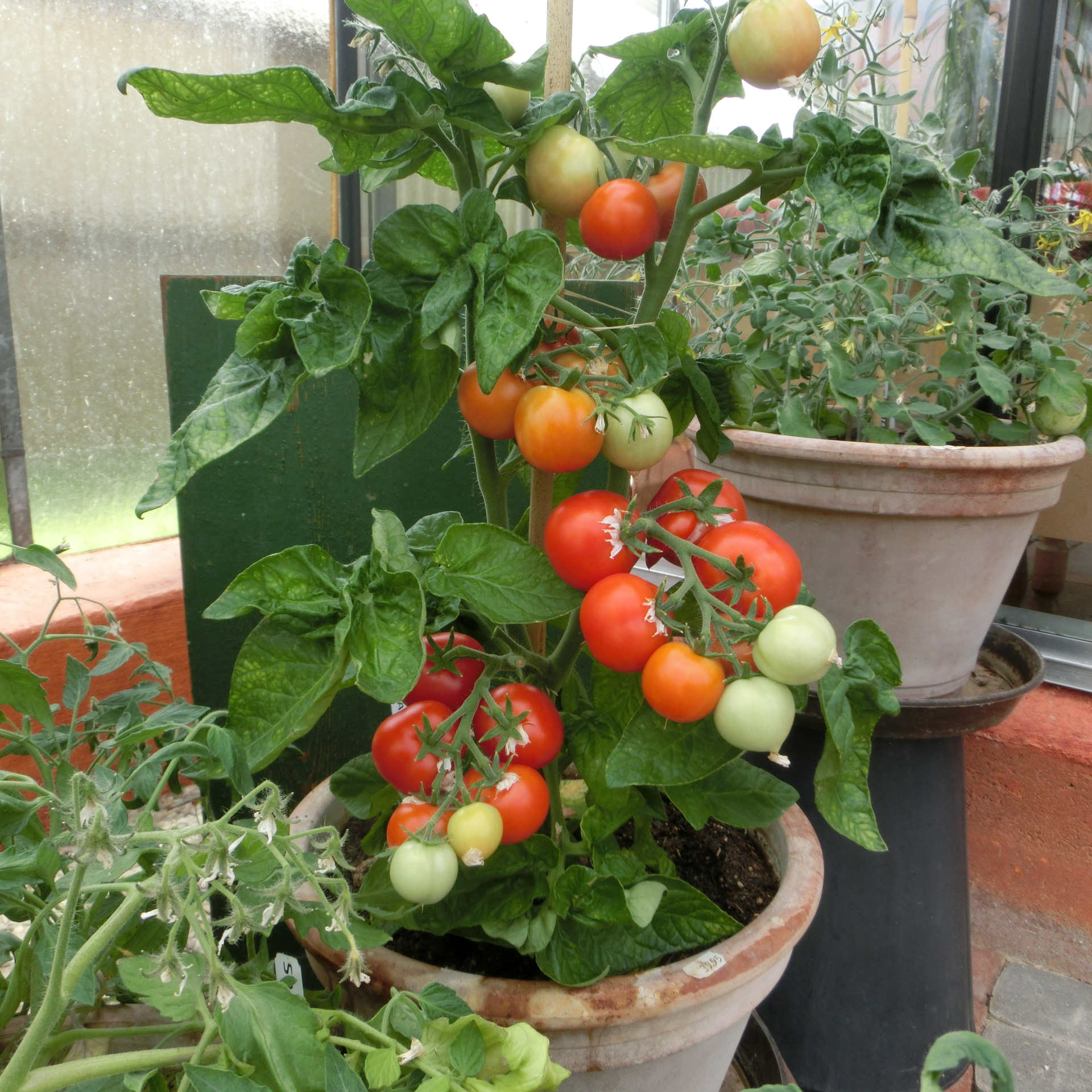 Mehrere prall rote kleine Tomaten am Strauch