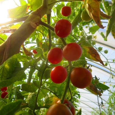 Roter cherry Tomatenstrauch