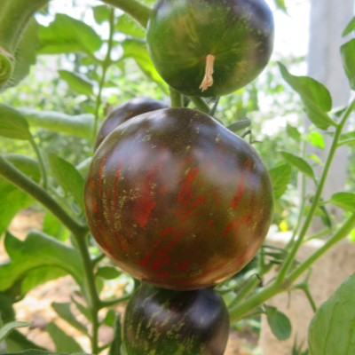 Schwarz/Braun gestreifte Tomatenfrucht mit Geschmack