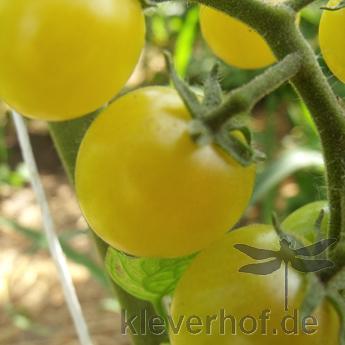 Gelbe und Grüne Tomatenvielfalt 