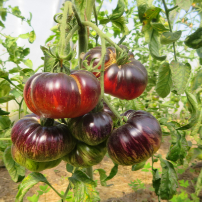 Rot und Blaue Tomatenrarität mit einem außergewöhnlichem Geschmack