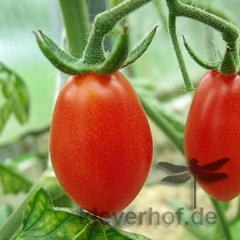Rote längliche Demeter Tomate 