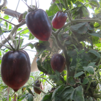 Blaue und Rote Tomatenvielfalt mit Geschmack