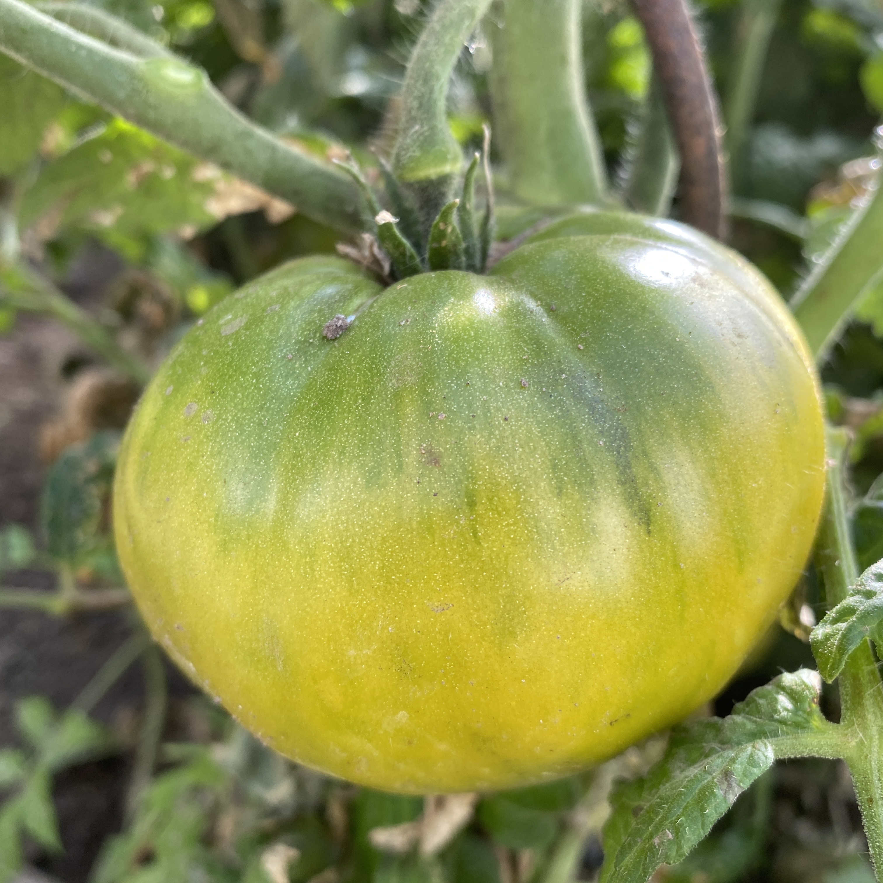 Tomatensaatgut Summertime Green