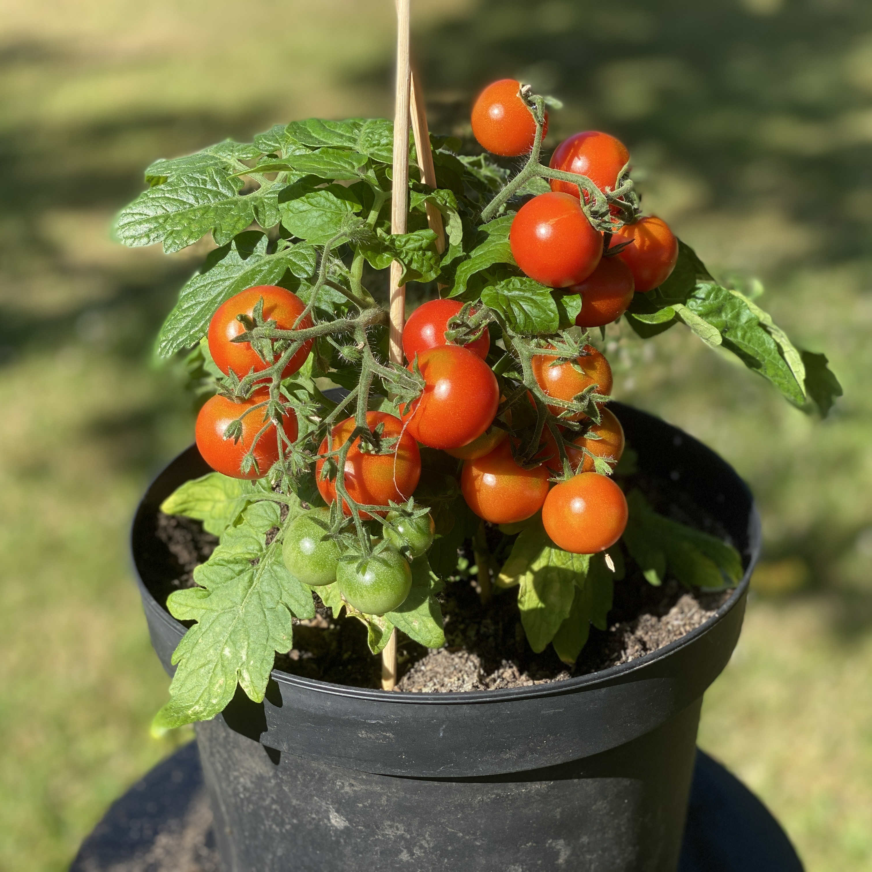 Tomatensaatgut Balconi Red