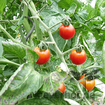 Rote Cherry Geschmackvolle Bio Tomaten
