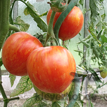 Rote Bio Zebra Tomatenfrucht