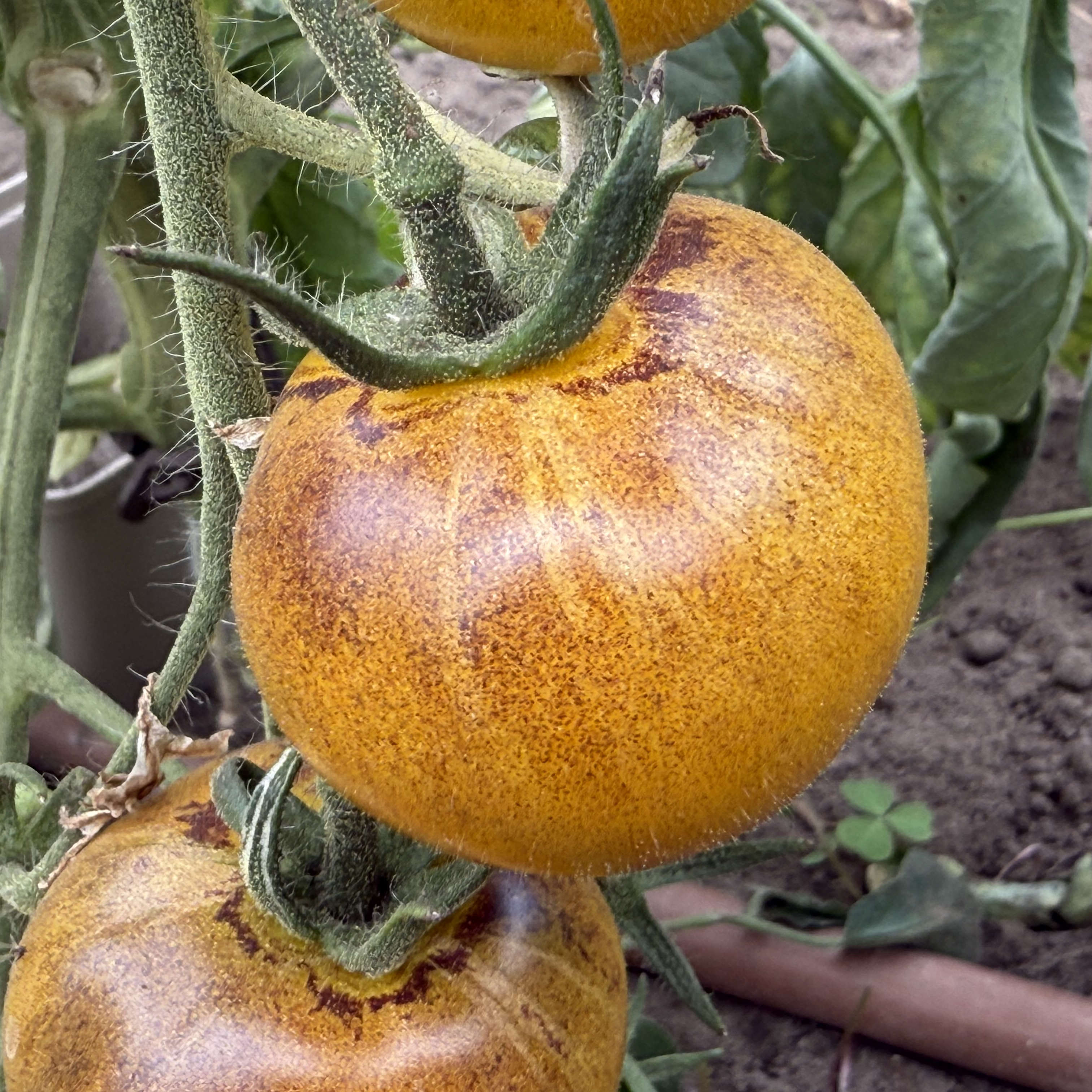 Tomatensaatgut E-Pørl Gelb