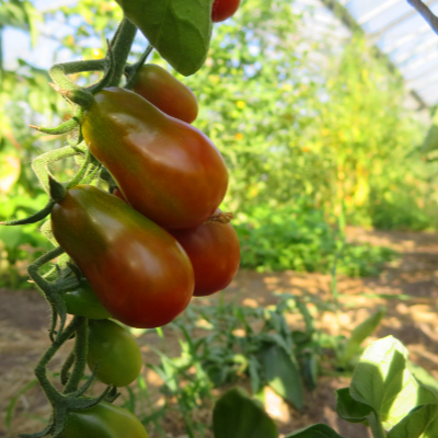 Braun/Rote Cherry Tomatenpflanze