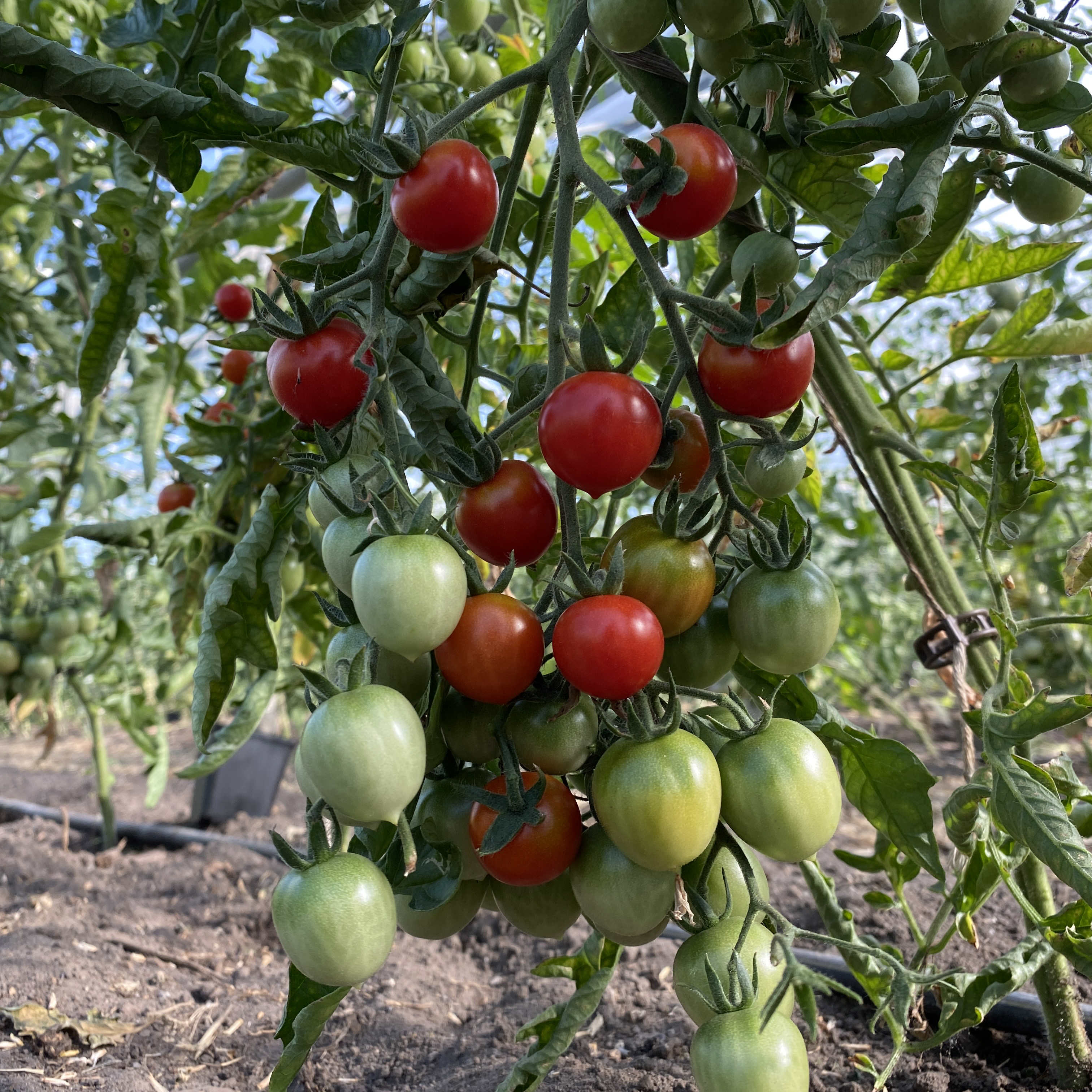 Tomatensaatgut Columbianum