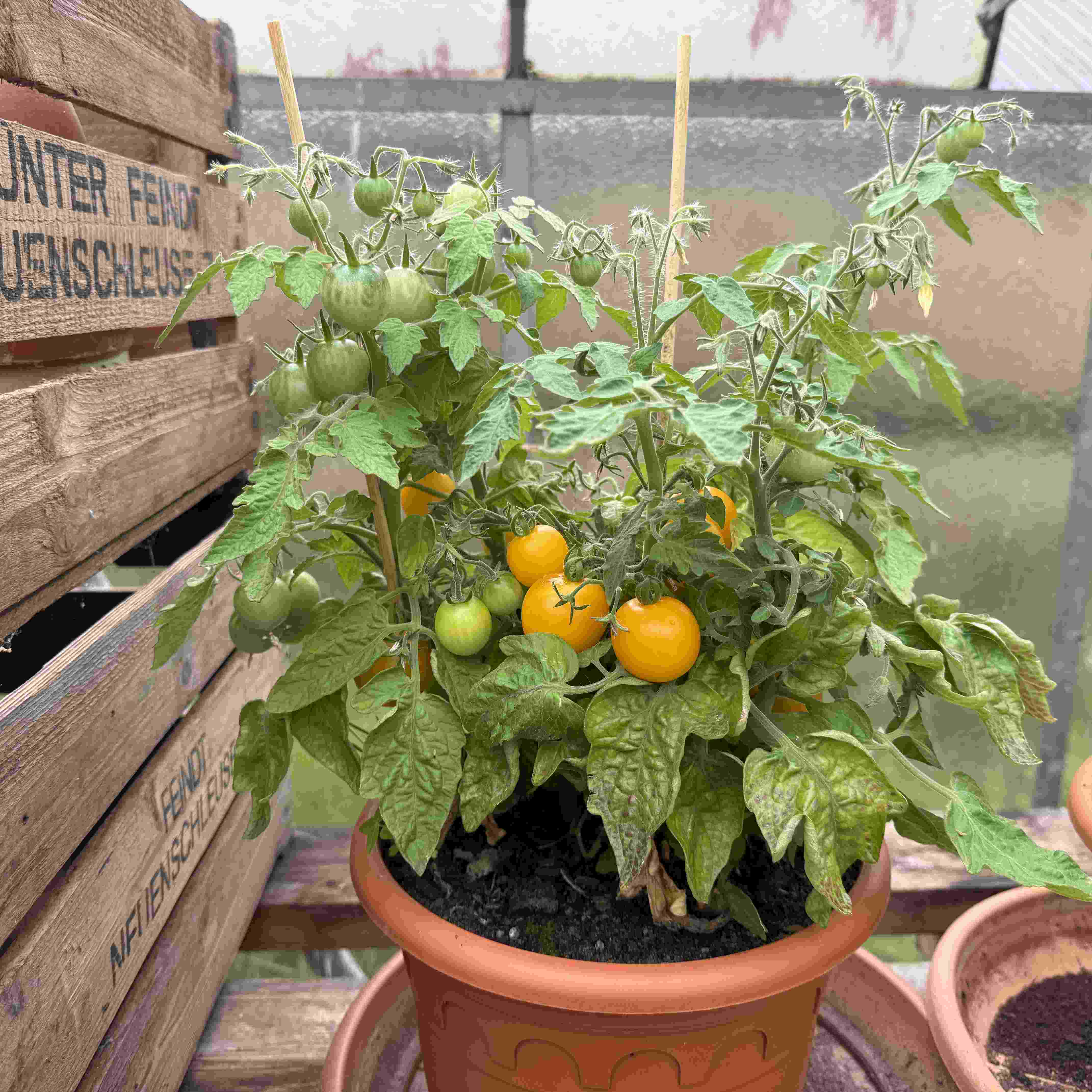 Tomatensaatgut Window Box Yellow