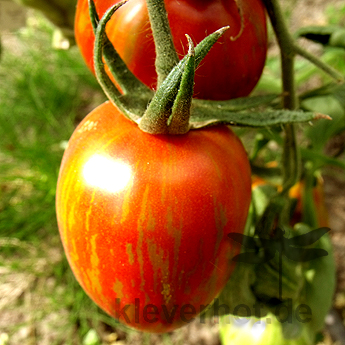 Rote gestreifte Tomatensorte