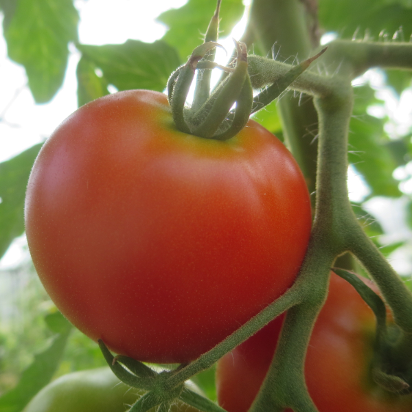 Rote Tomatensorte mit tollem Geschmack