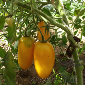 Gelbe längliche Tomatenfrüchte 