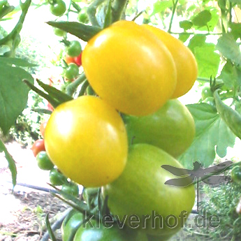 Gelbe tomatensorte mit gutem Geshmack