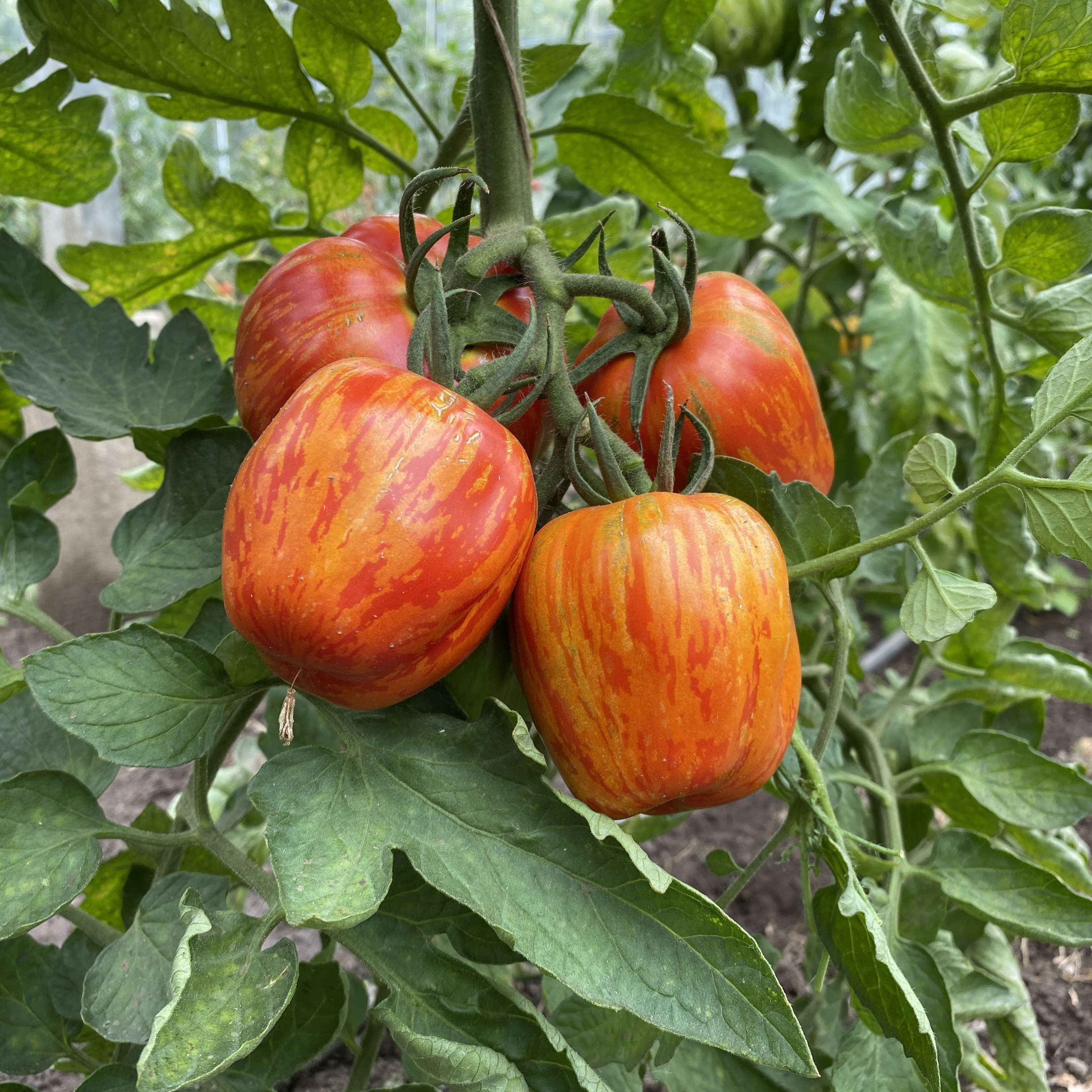Tomatensaatgut New Shirmer Stock