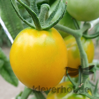 Gelbe Cherry Tomatensorte