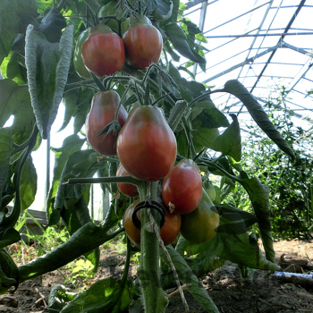 Braune Tomatensorte in Birnenform