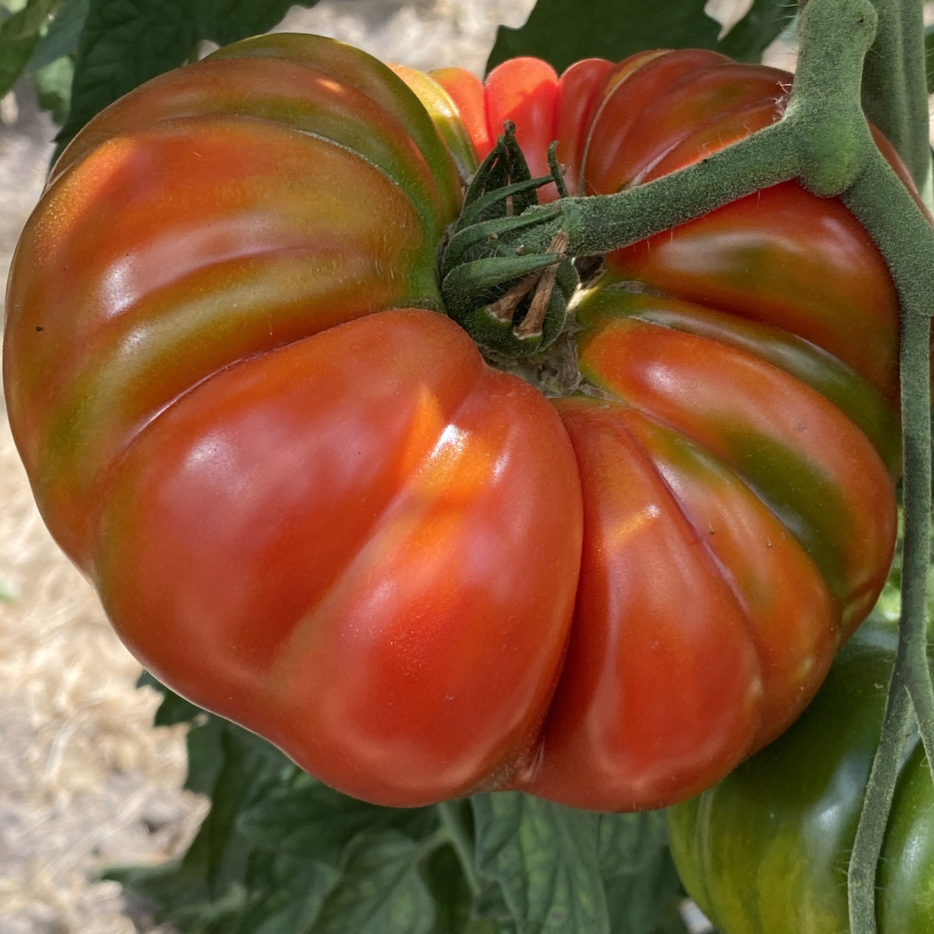 Tomatensaatgut Bärentatze