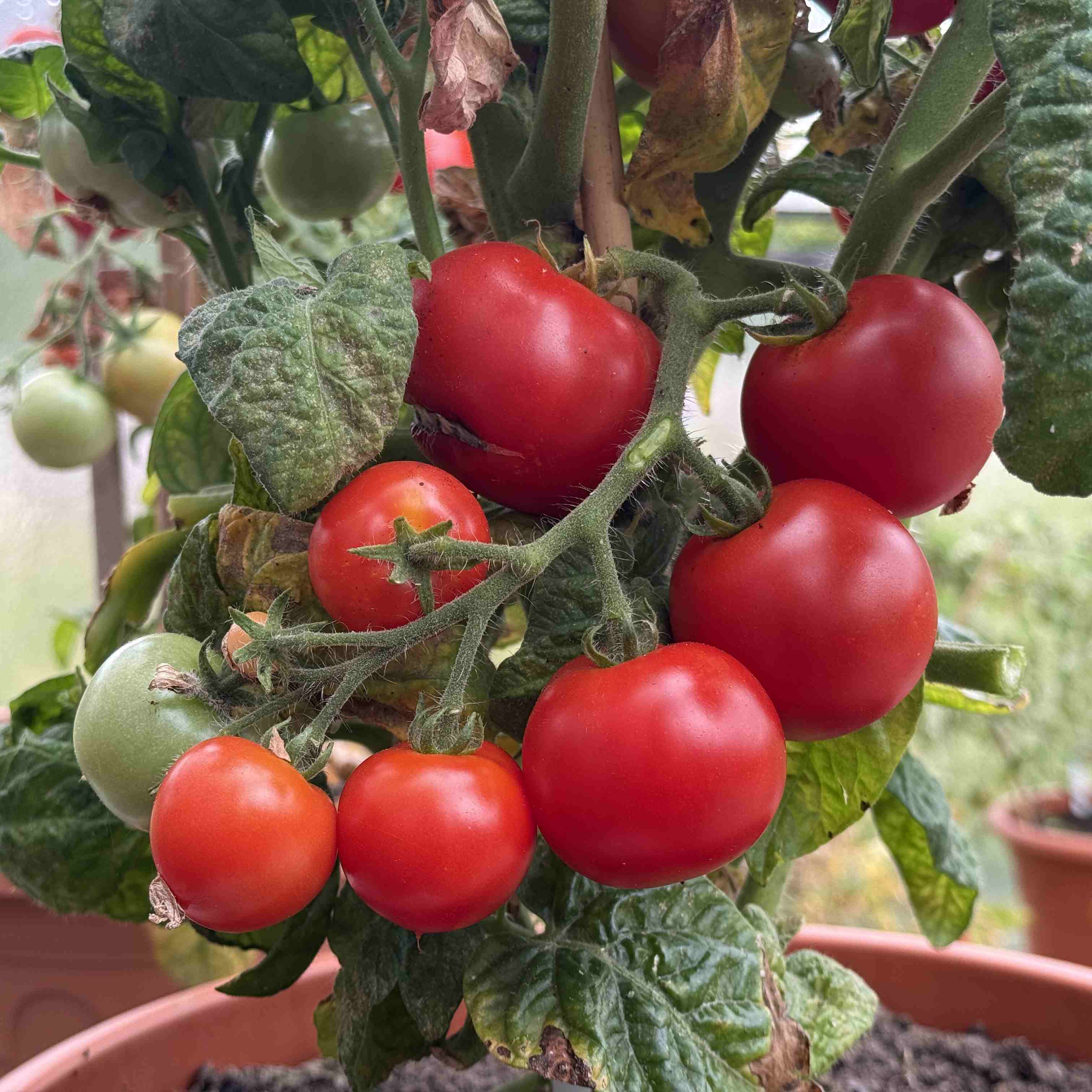 Tomatensaatgut Balkonstar