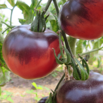 Rot/Blaue  Bio Tomatenrarität