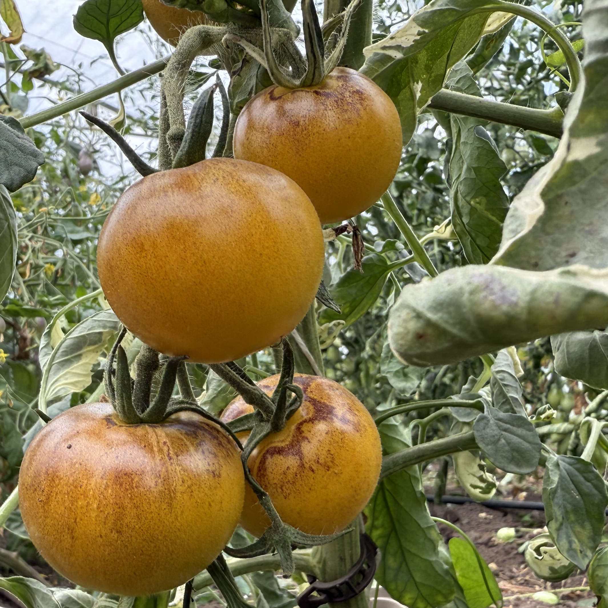 Tomatensaatgut E-Pørl Gelb
