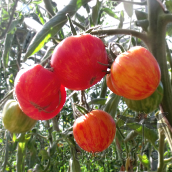 Rote Bio Tomatenfrüchte mit Orangen Streifen