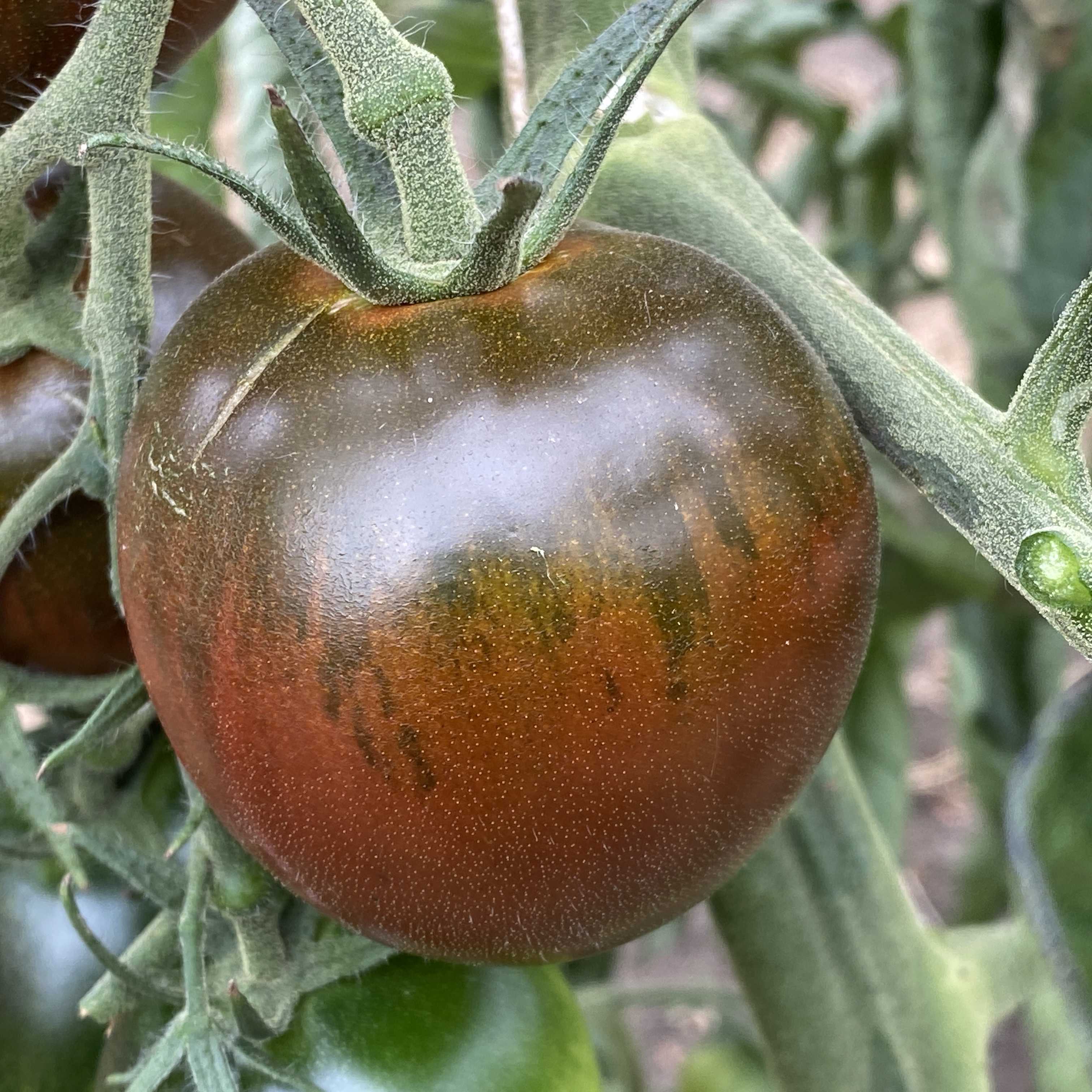Tomatensaatgut Black Ethiopian