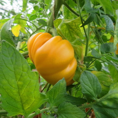 Echte Gelbe Bio Tomate mit Geschmack 
