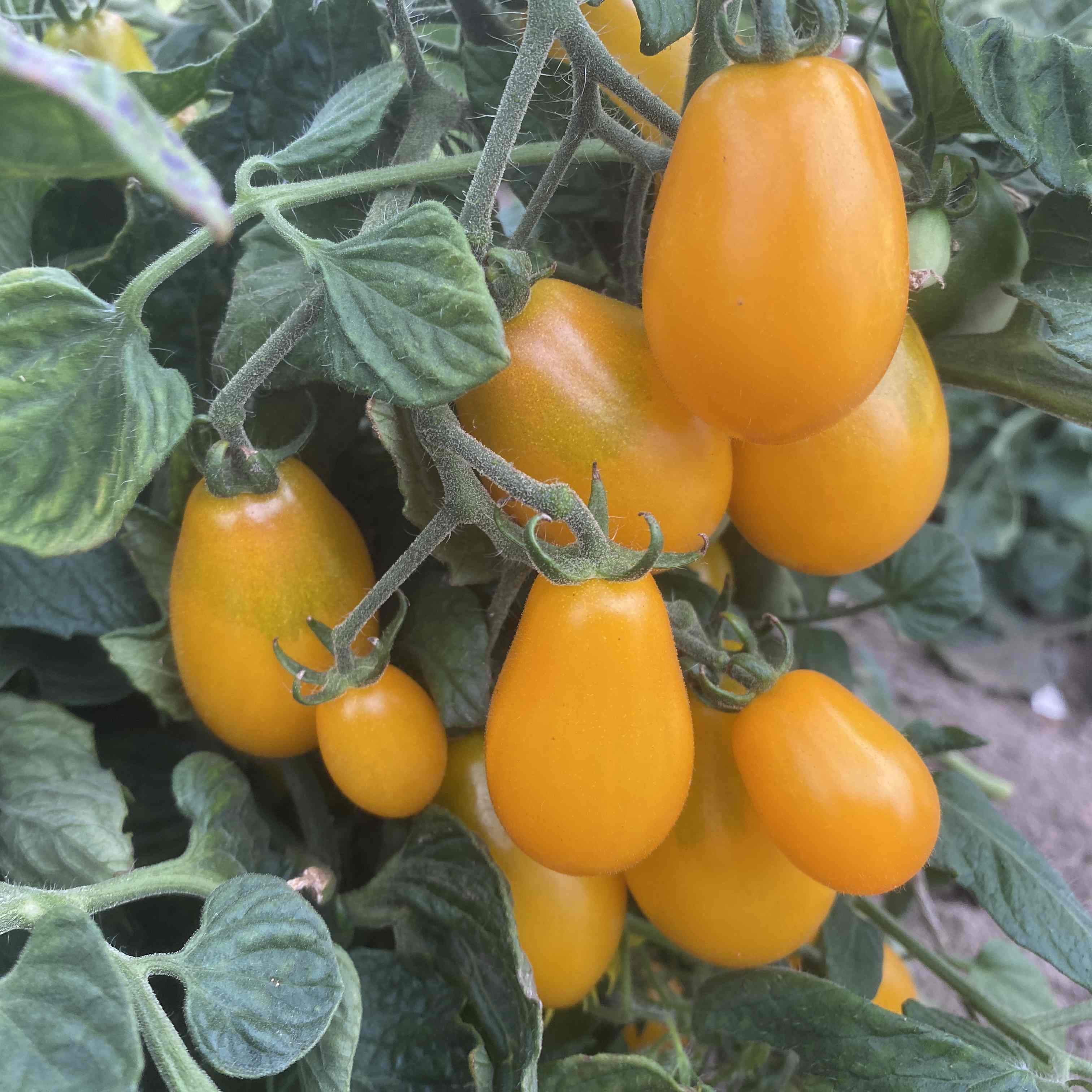 Tomatensaatgut Ampelmon