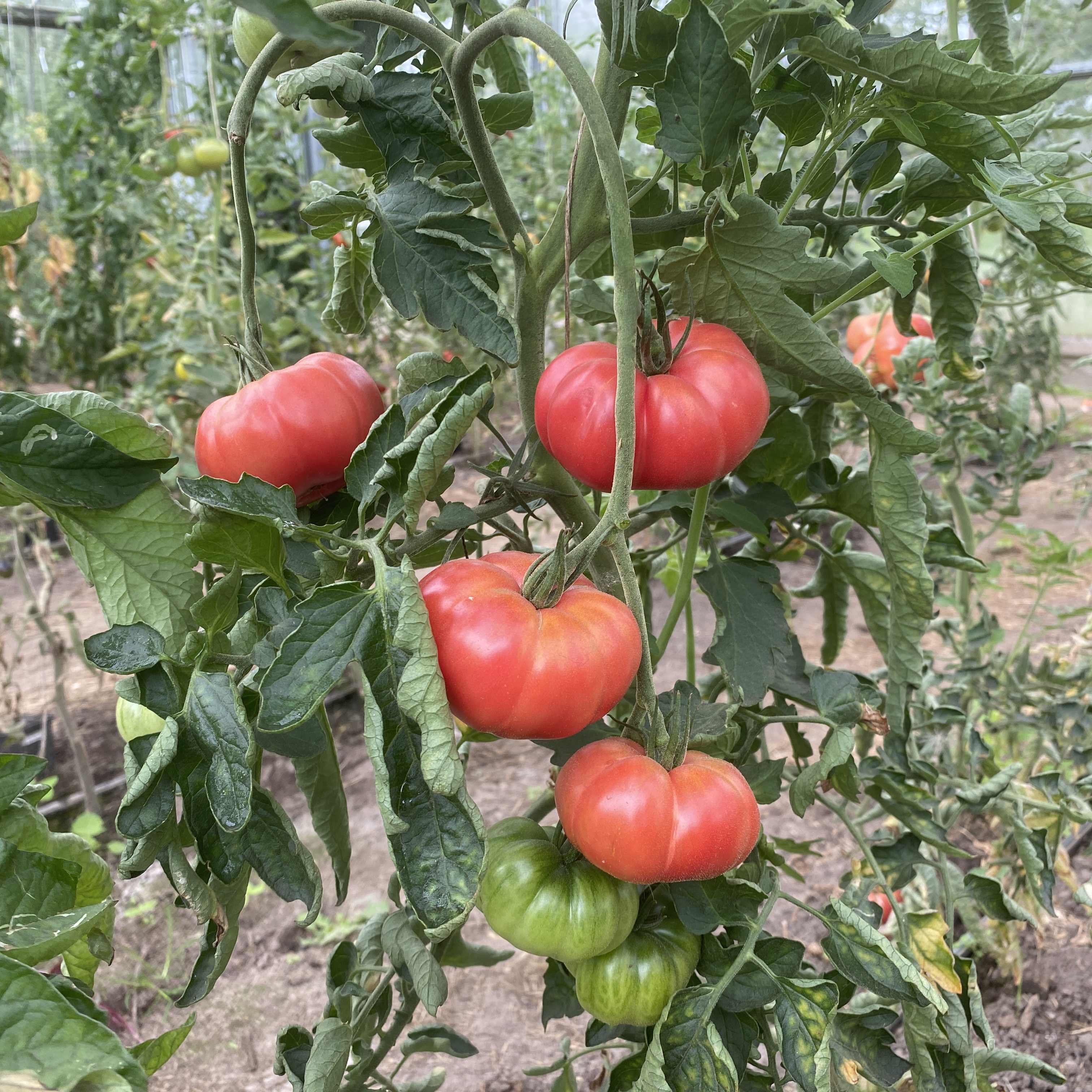 Tomatensaatgut Pink Bertoua