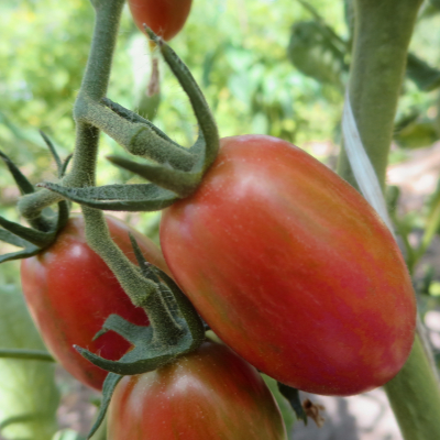 Rote längliche cherry Bio Tomaten 