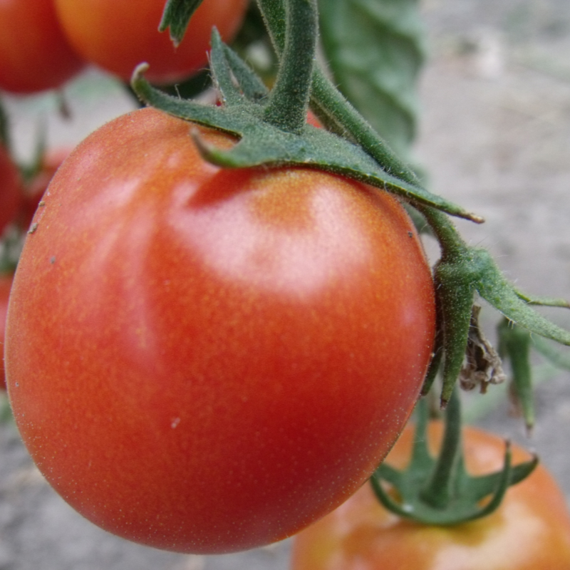 Rote Prachvolle Bio Tomatensorte