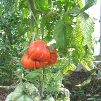 Orange Reise Tomatenfrucht