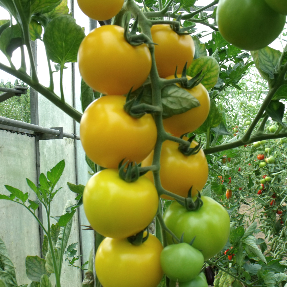 Gelbe Geschmackvolle Tomatensorte