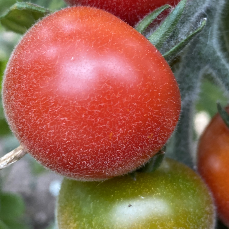 Pelzige Rote Tomatensorte