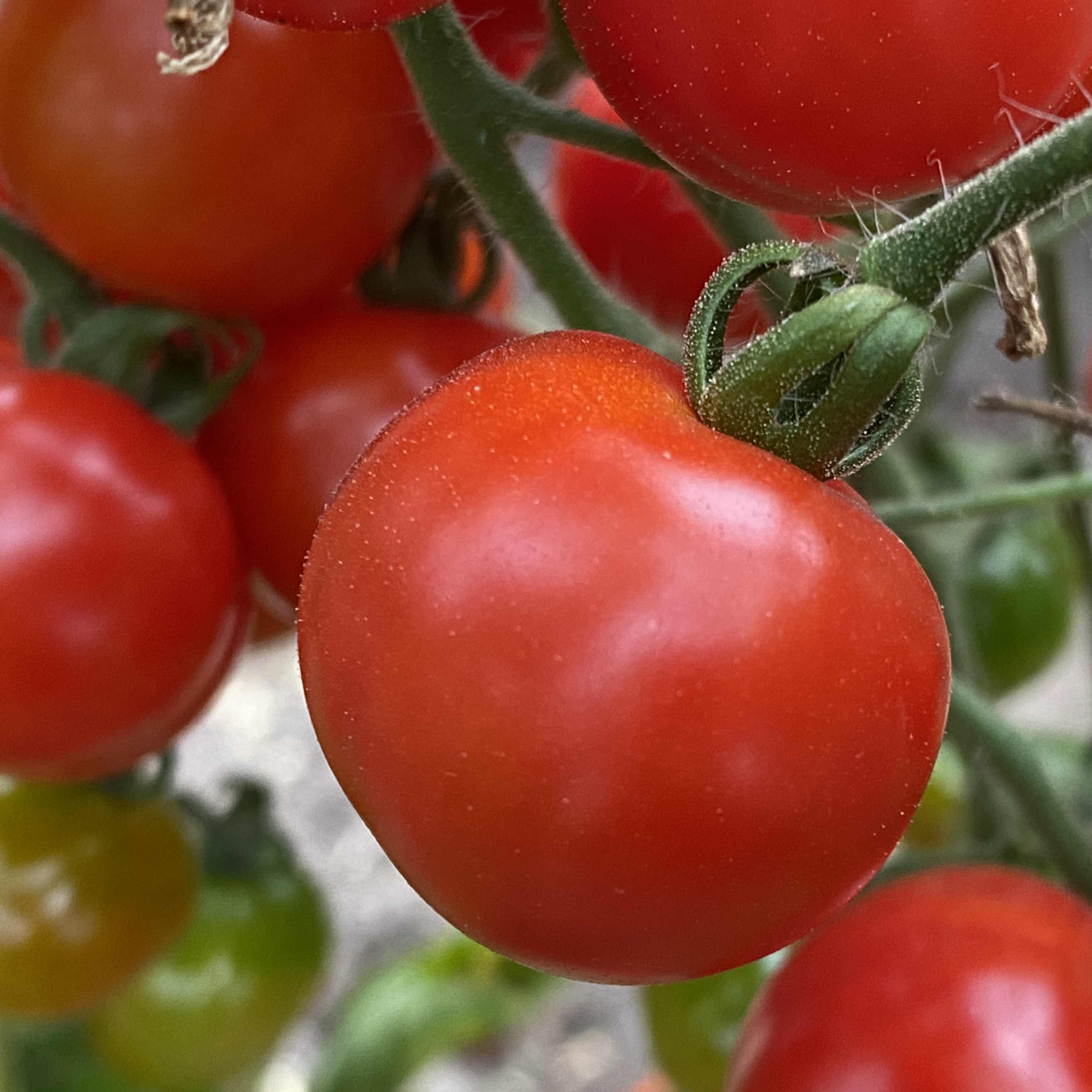 Tomatensaatgut Waltingers Cocktail