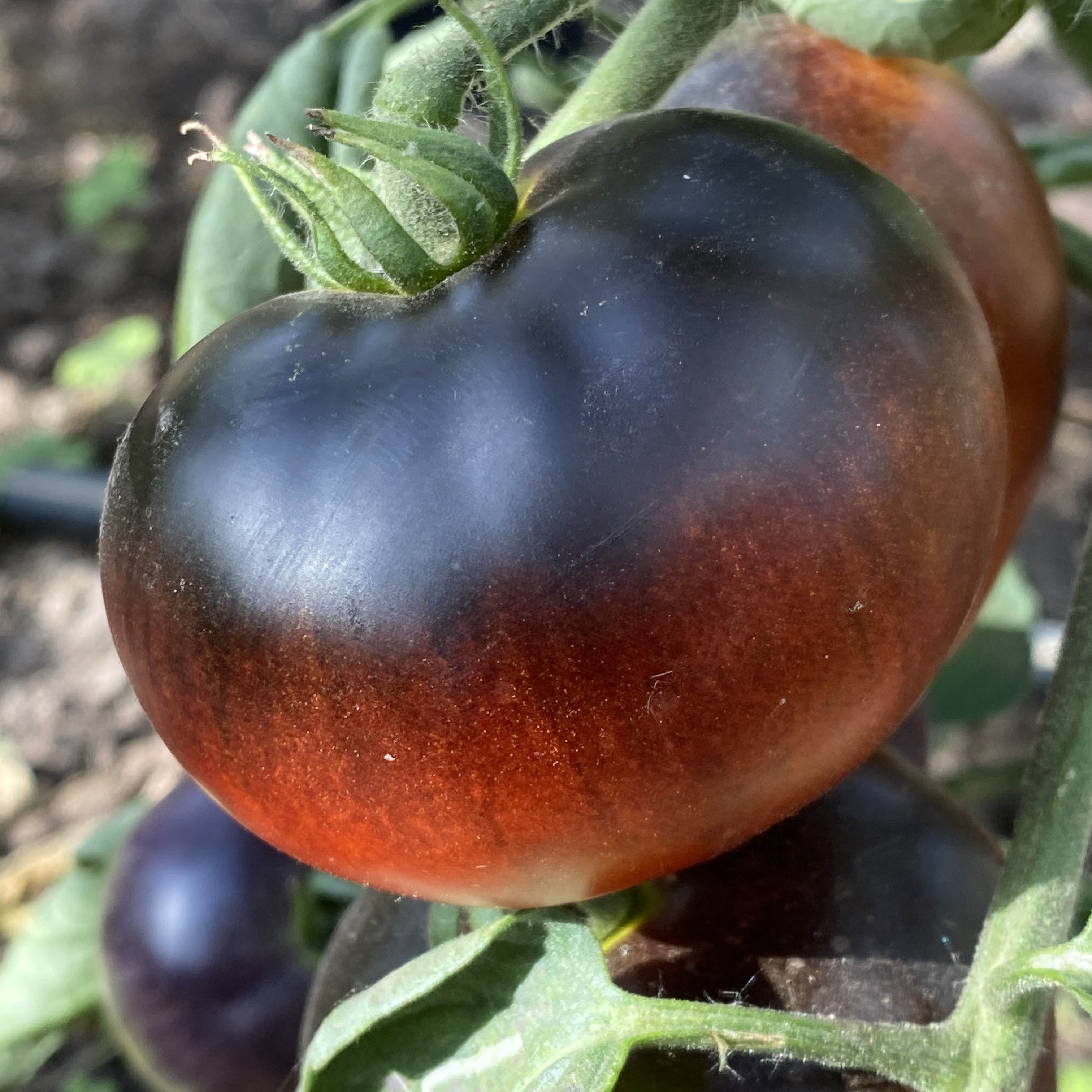 Tomatensaatgut Nicht Blue Angel 