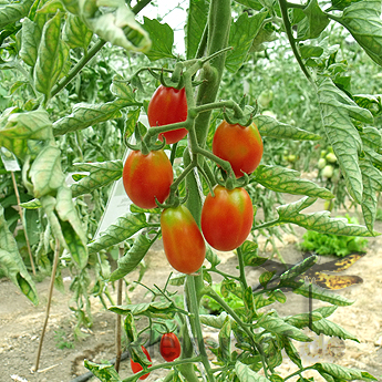 Rote längliche Bio Tomatenvielfalt