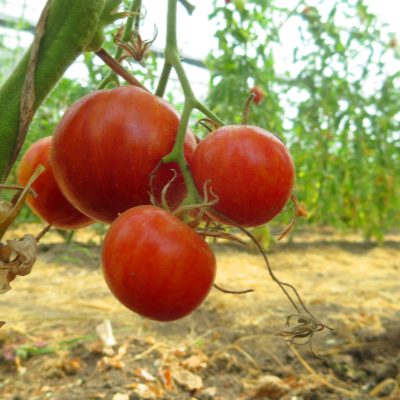 Roter Liebvesapfel 