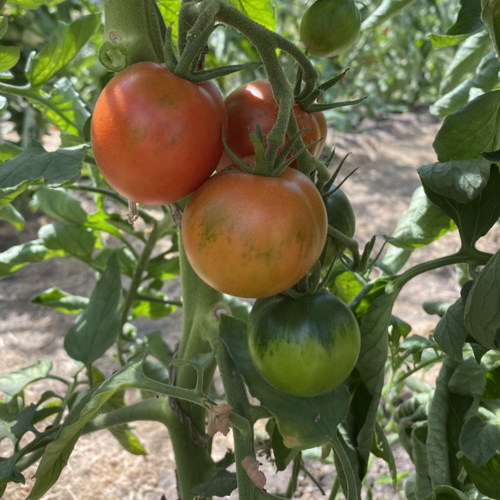 Orange Tomatenvielfalt mit Grünen Streifen