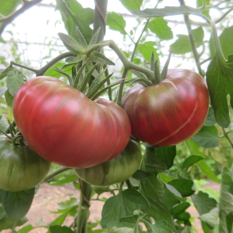 Rot/Pinke Tomatenvielfalt mit Geschmack 