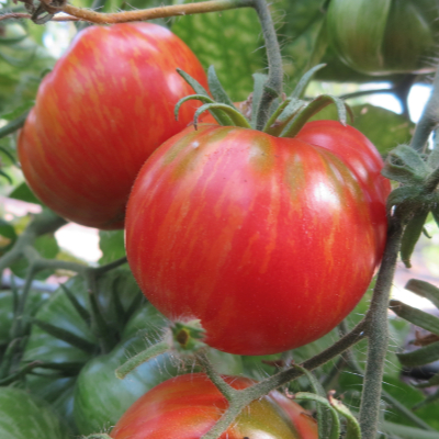 Rote Tomatensorte mit grünen Streifen
