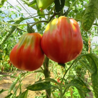 Rot und Grüne Bio Tomatenfrucht