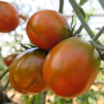 Braun und Rote Tomatensorte mit schönem Geschmack