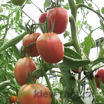 Rot und Pinke Tomatenpflanzen