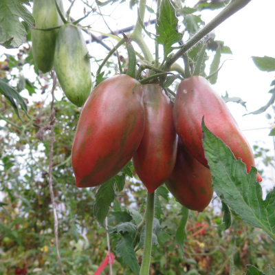 Rote gestreifte Tomatenvielfalt