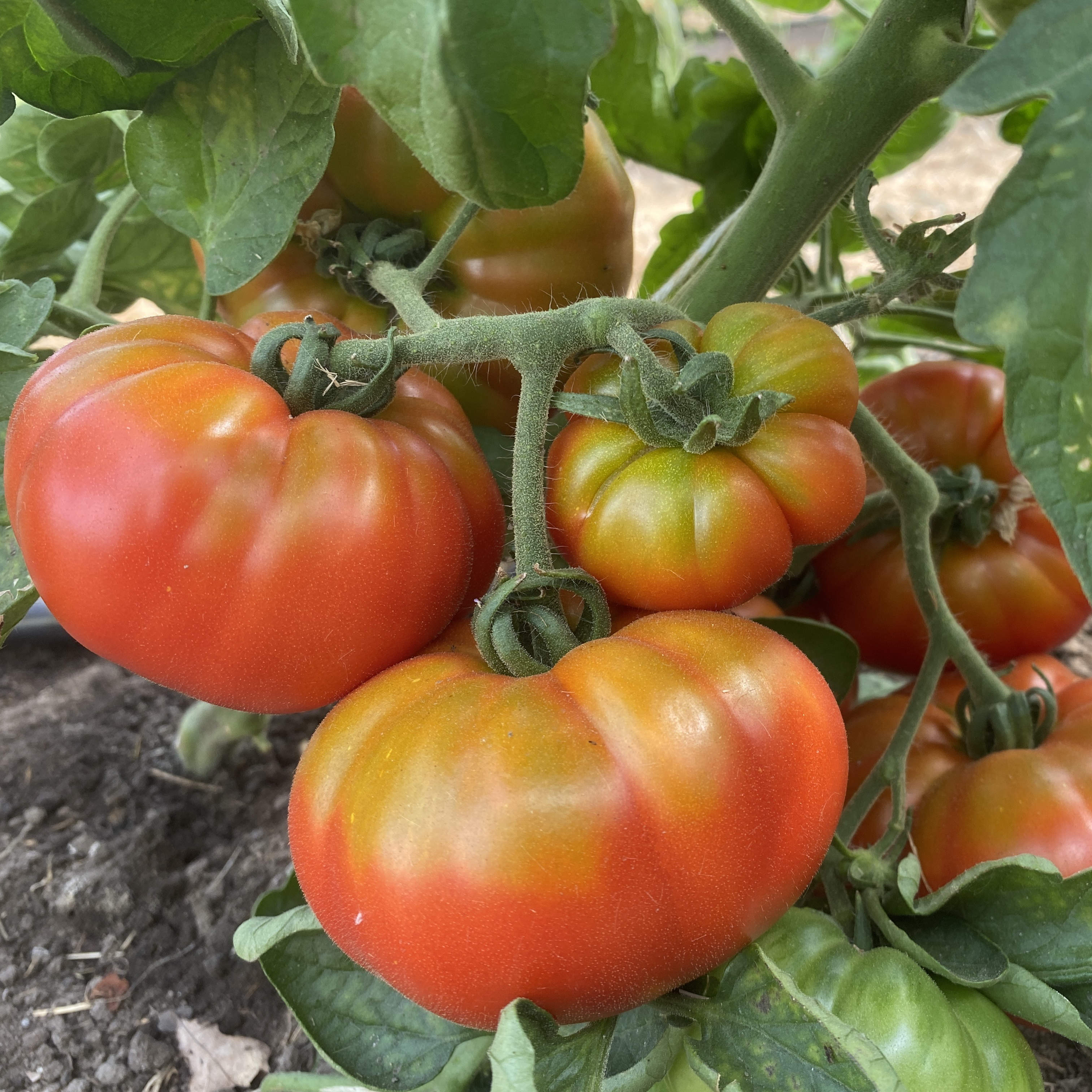 Tomatensaatgut Marmande