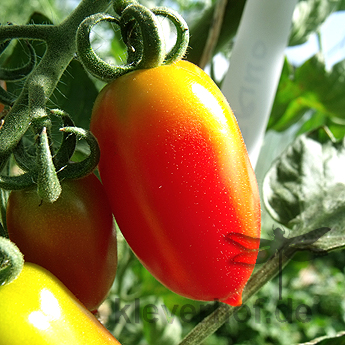 Rot/Orange längliche Tomatensorte
