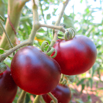 Rot/Violette Tomatenrarität mit außergewöhnlichem GEschmack